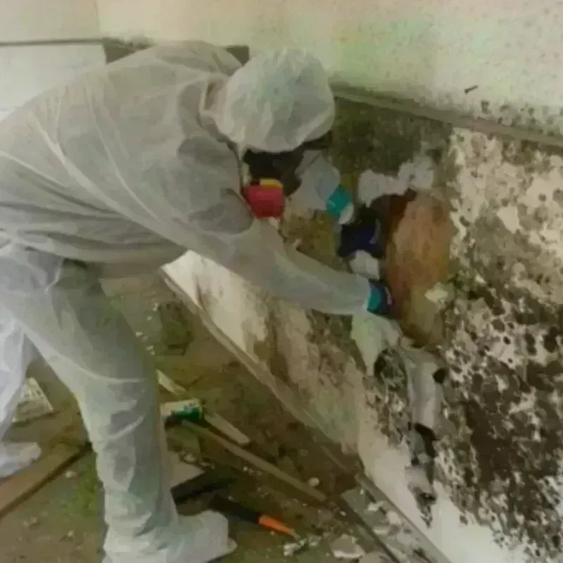 Mold Remediation and Removal in Hainesville, IL